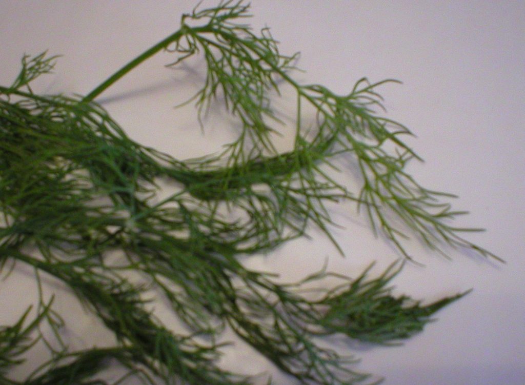 Dill health benefits