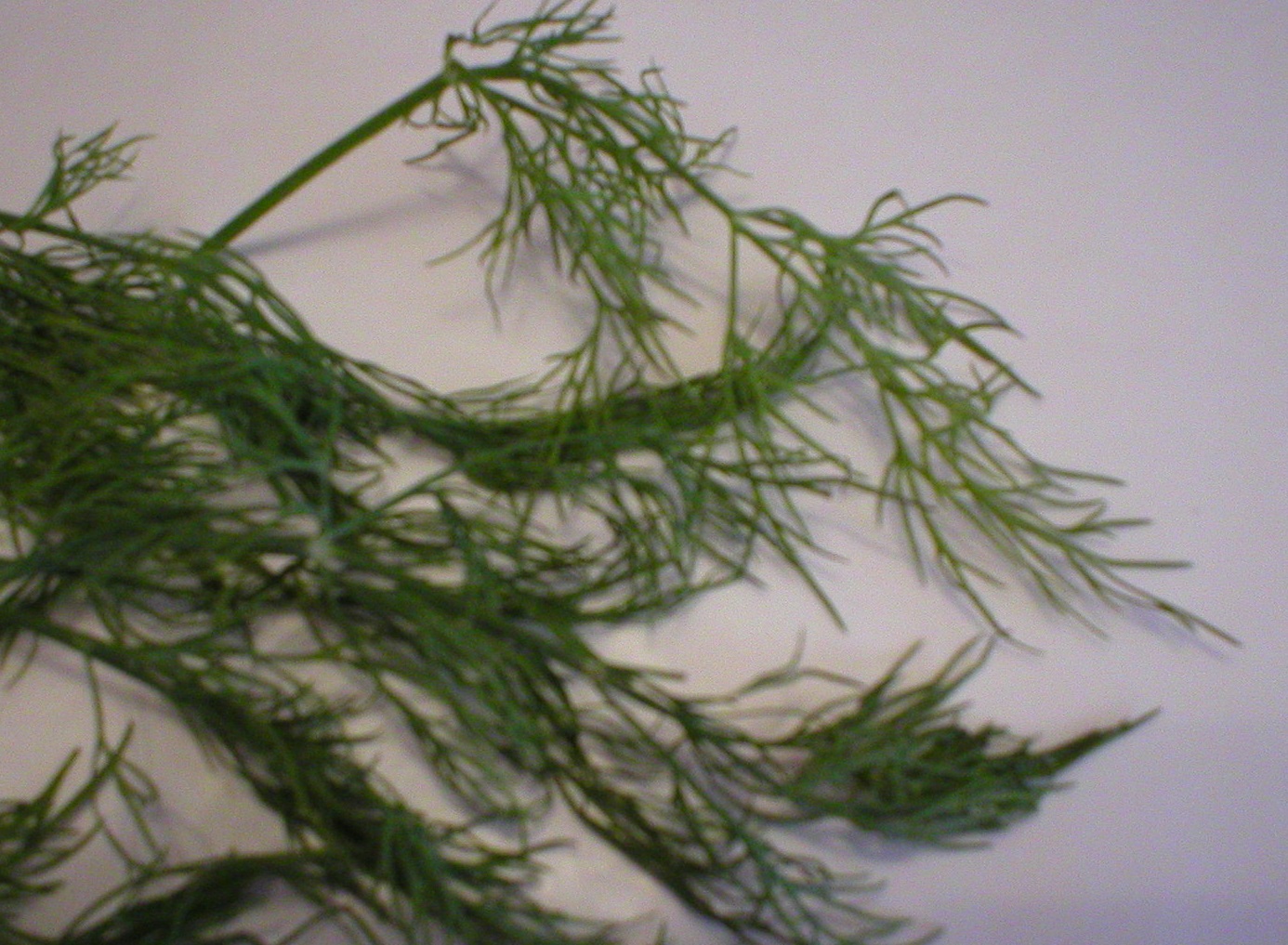 Dill 101 The Basics