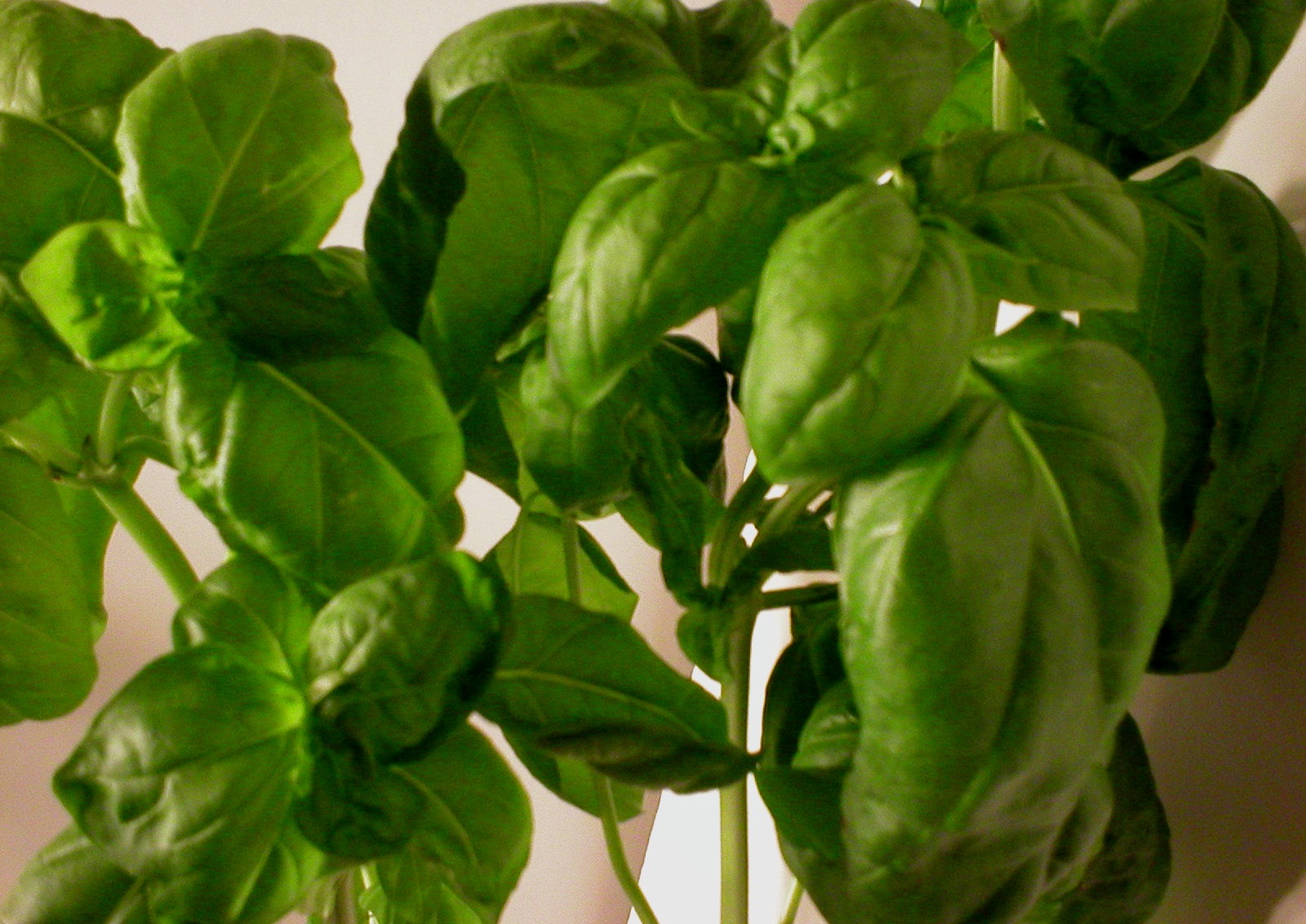 basil suggested flavor combinations combos