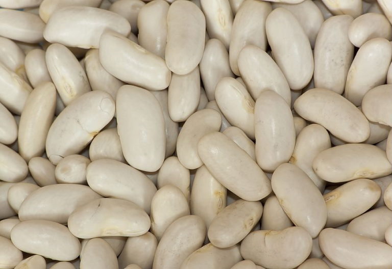 cannellini beans and low FODMAP diet