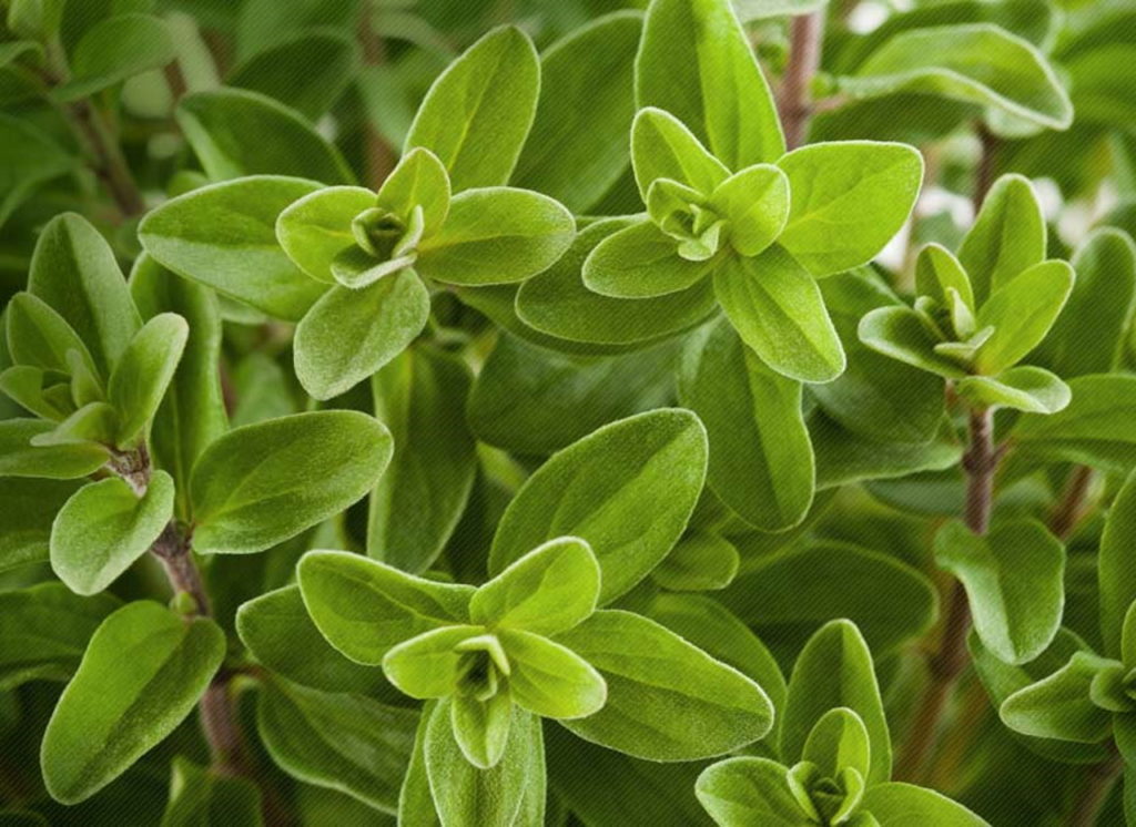 dried vs fresh marjoram