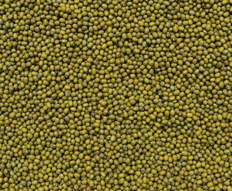 how to store mung beans