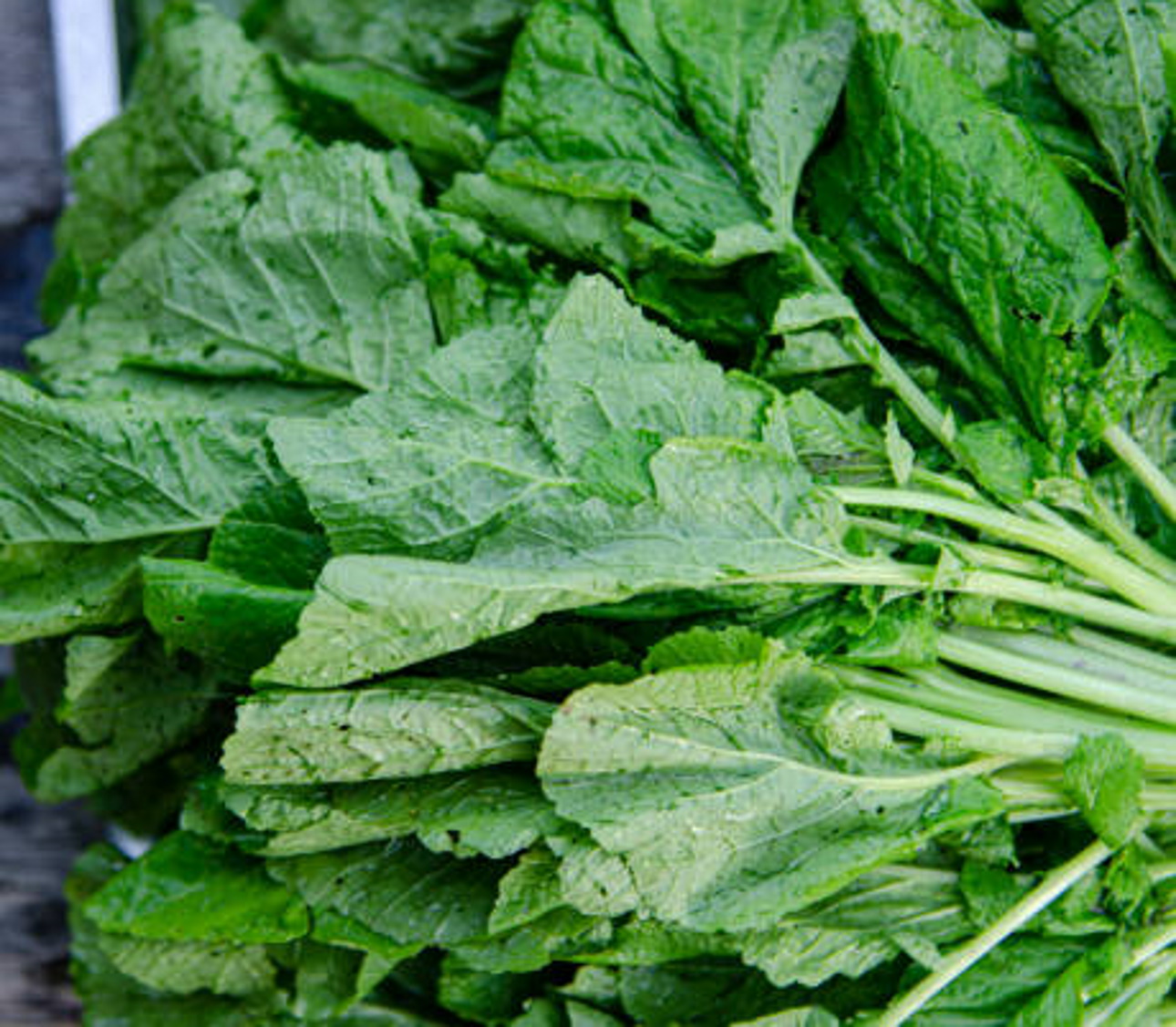 mustard-greens-101-the-basics